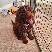 Maggie is registered to the contest to win money with this photo: dog, brown_dog, curly_fur, pet, indoor, carpet, playpen, toys, cat, animal, happy, panting, collar, fence, smiling, domestic, cute, small_dog, relaxed, background
