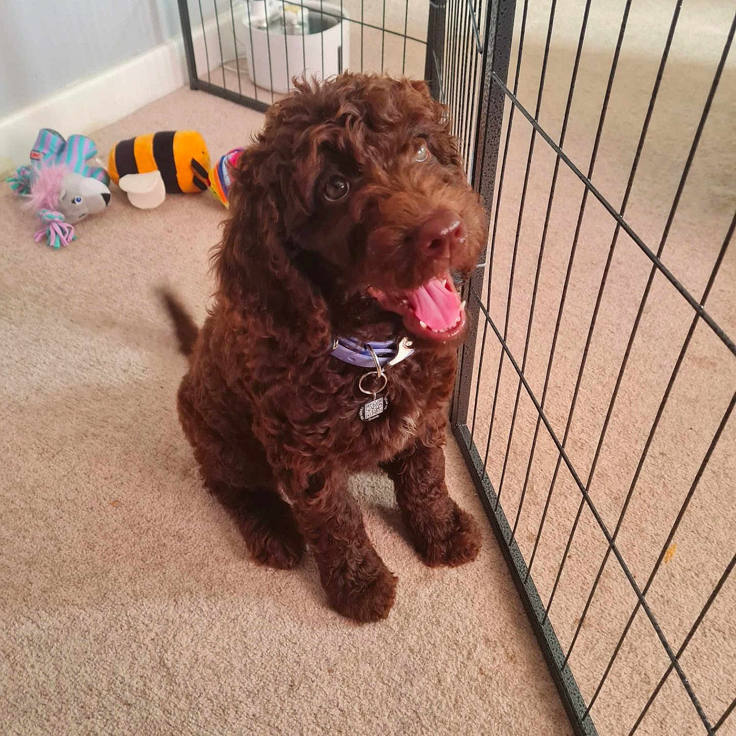 Maggie is registered to the contest to win money with this photo: animal, background, brown_dog, carpet, cat, collar, curly_fur, cute, dog, domestic, fence, happy, indoor, panting, pet, playpen, relaxed, small_dog, smiling, toys
