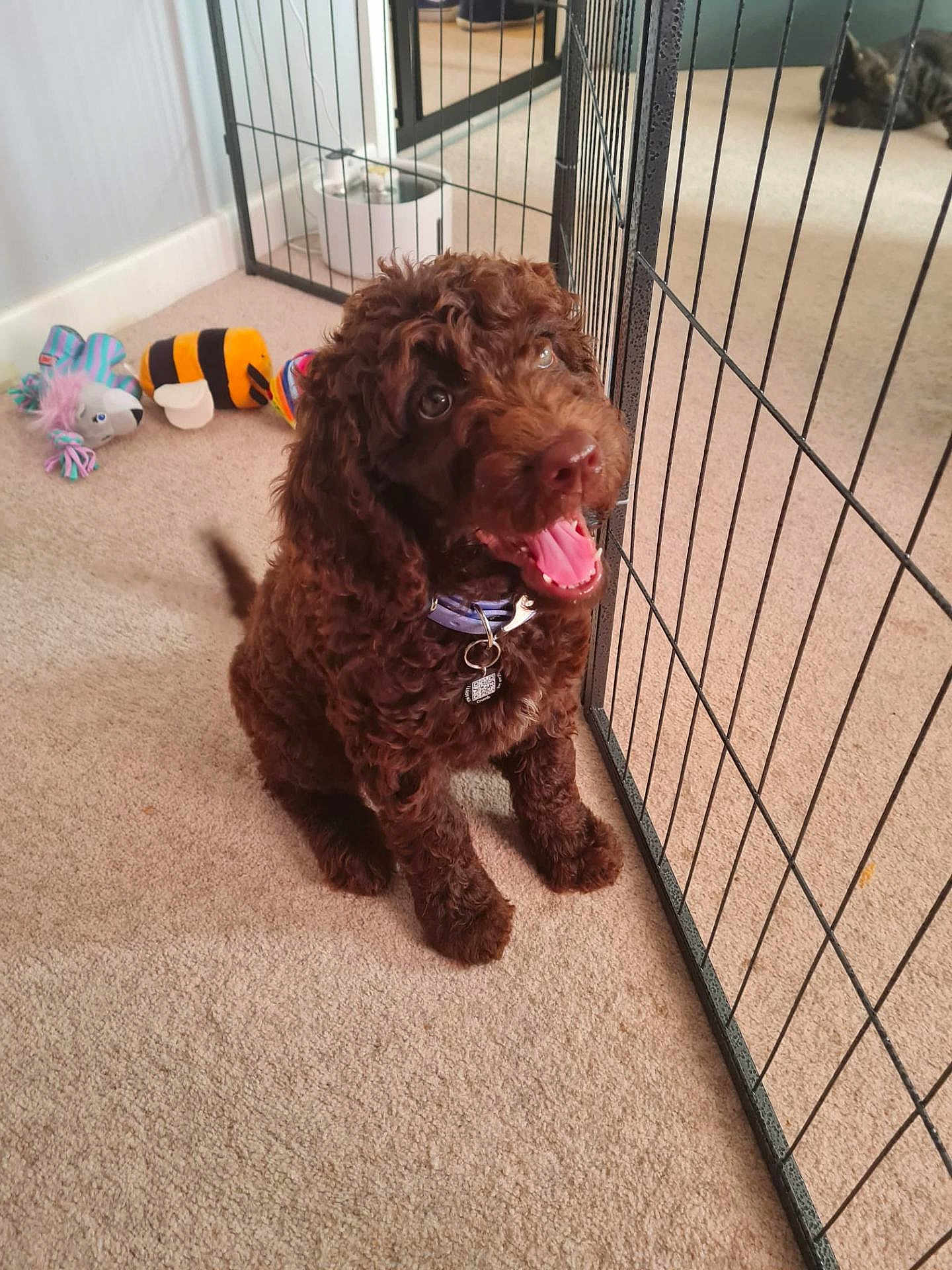 Maggie