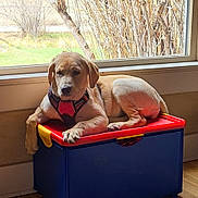 Reina joined the competition — help win amazing prizes! animal, brown_dog, calm, cozy, daylight, dog, furniture, harness, home_interior, indoor, natural_light, pet, plastic_box, puppy, quiet, relaxed, resting, window, window_view, wood_floor