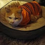 cat, pet_bed, orange_cat, sweater, indoor, feline, resting, cozy, striped_clothing, carpet, furniture, domestic_animal, cute, animal, mammal, indoor_lighting, home, relaxed, sleepy, soft_bed