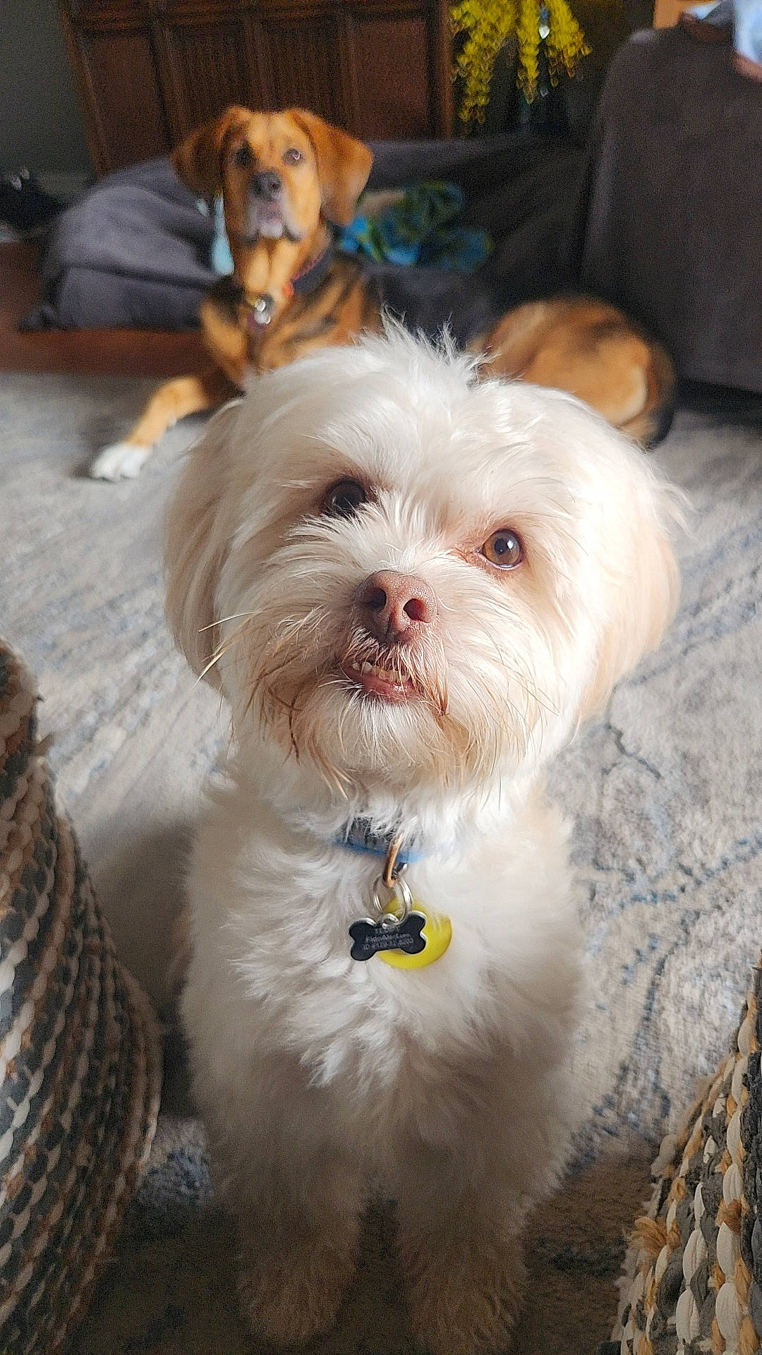 Teddy is registered to the contest to win money with this photo: canidae, carnivore, collar, companion_dog, dog, dog_breed, dog_collar, fawn, fur, maltepoo, non_sporting_group, puppy, puppy_love, small_terrier, snout, sporting_group, terrier, toy_dog, whiskers, working_animal