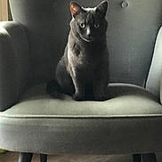 Shadoow a rejoint le concours — aidez-le/la à gagner de superbes lots ! animal, armchair, carpet, cat, chair, cozy, cute, domestic_animal, feline, furniture, furry, gray_cat, home, indoor, pet, portrait, relaxed, sitting, soft_light, whiskers