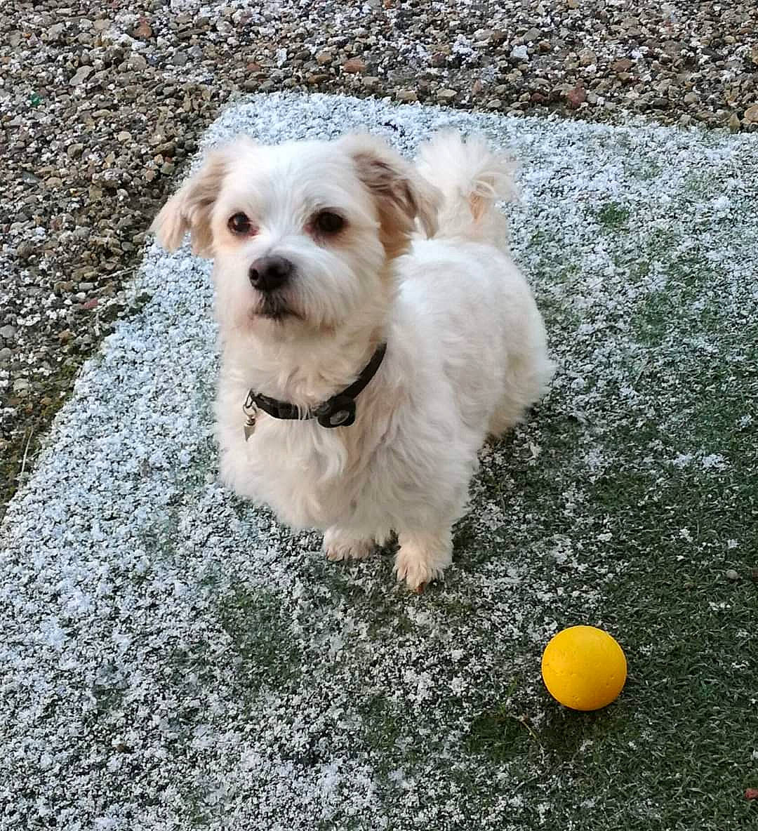 Iouky a rejoint le concours — aidez-le/la à gagner de superbes lots ! canidae, carnivore, cavachon, chinese_imperial_dog, companion_dog, dog, dog_breed, havanese, lhasa_apso, mal_shi, maltepoo, maltese, mammal, morkie, poodle_crossbreed, puppy, schnoodle, shih_tzu, tennis_ball, vertebrate