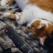 Milo a rejoint le concours — aidez-le/la à gagner de superbes lots ! cat, orange_cat, white_cat, sleeping, pet, fur, blanket, remote_control, indoor, cozy, relaxing, whiskers, paw, domestic_animal, resting, closeup, animal, soft_texture, lazy, couch