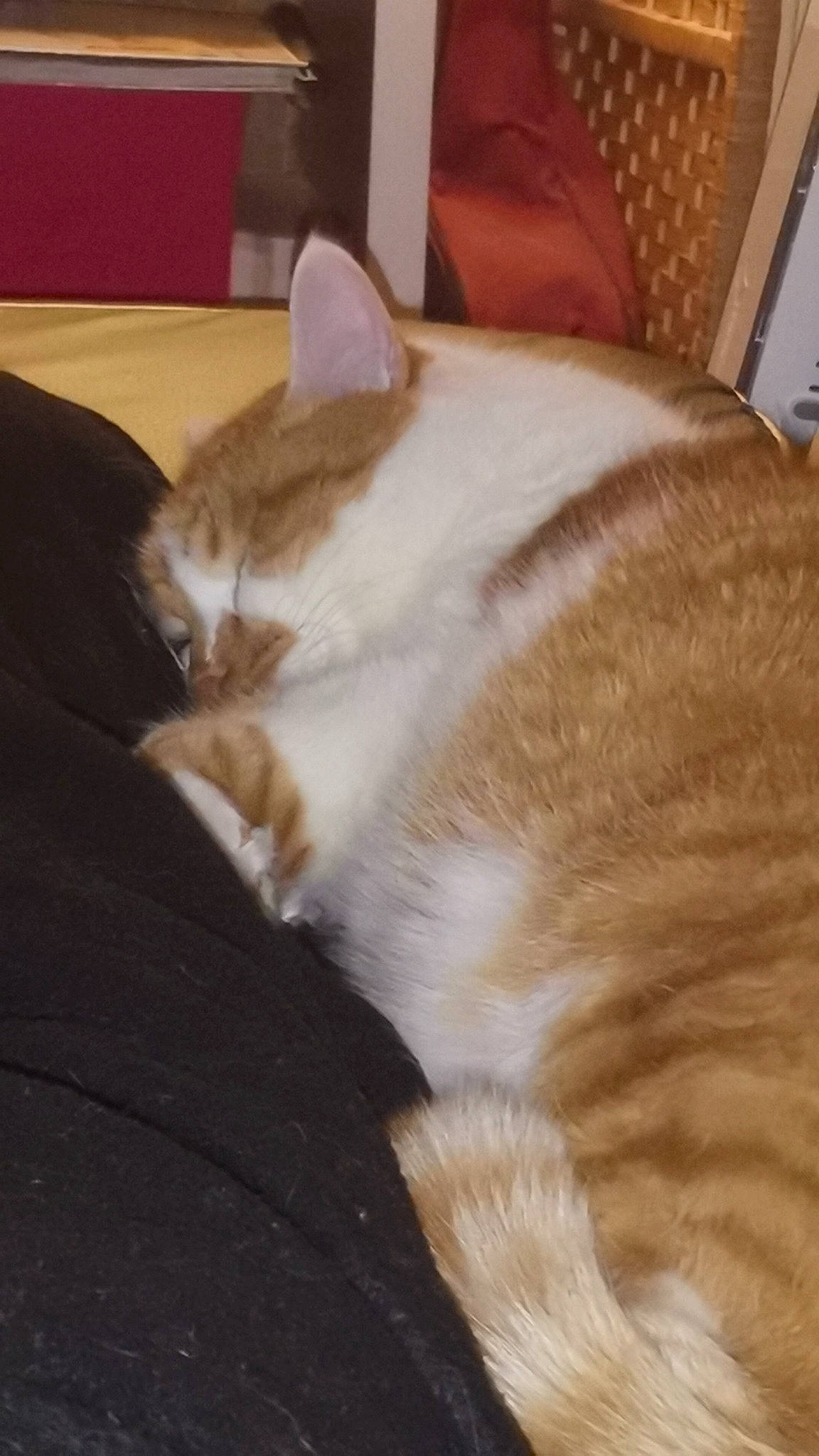 Milo participe au concours pour gagner de l'argent avec cette photo : carnivore, cat, comfort, domestic_short_haired_cat, ear, eye, fawn, felidae, flooring, fur, hardwood, head, leg, nap, paw, small_to_medium_sized_cats, snout, tail, whiskers, wood