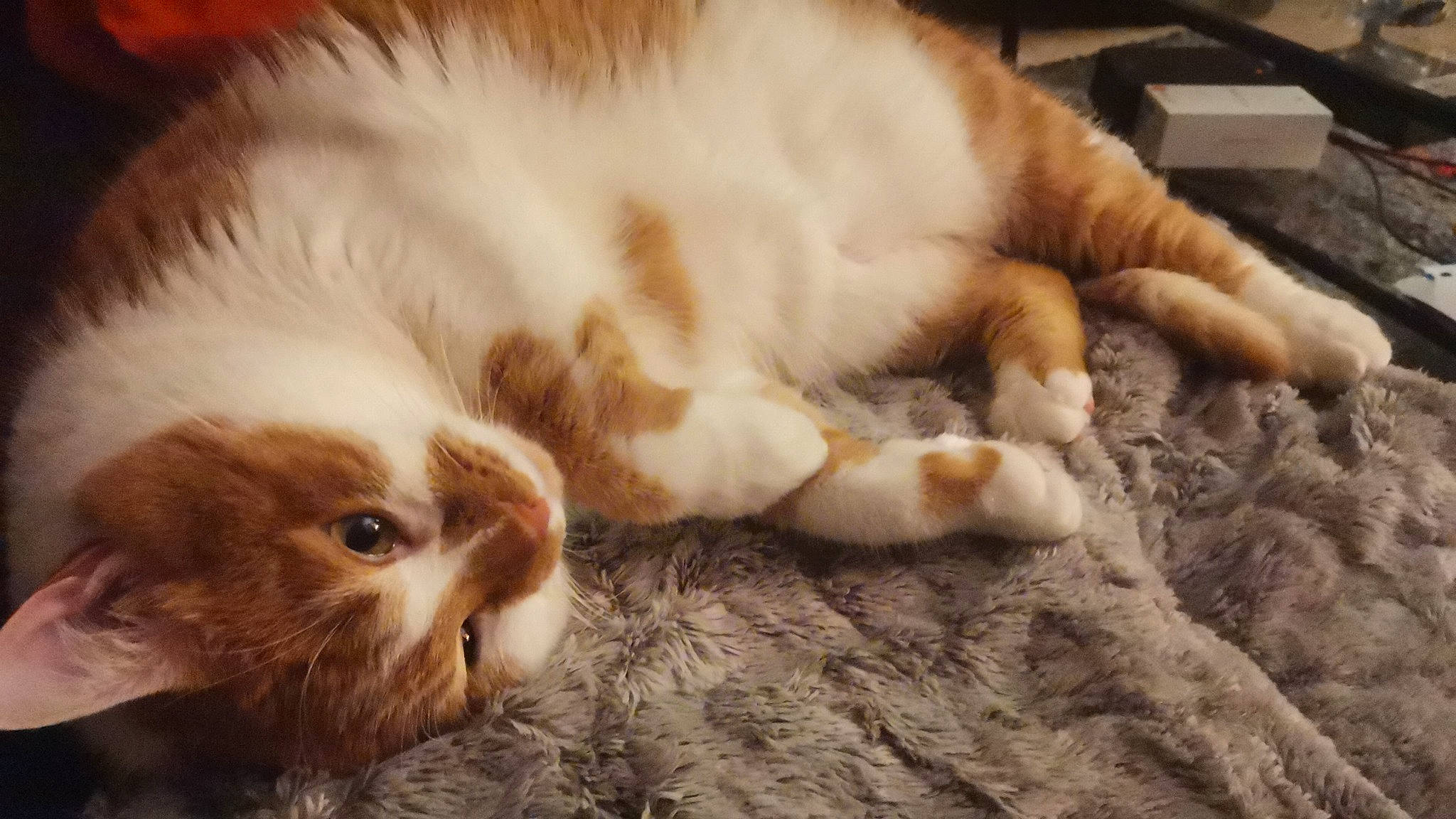 Milo a rejoint le concours — aidez-le/la à gagner de superbes lots ! carnivore, cat, claw, comfort, domestic_short_haired_cat, fawn, felidae, flooring, fur, nap, paw, sleep, small_to_medium_sized_cats, snout, tail, whiskers, wood