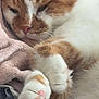 cat, orange_cat, white_cat, sleeping, cozy, paw_pads, close_up, pet, feline, fur, resting, blanket, indoor, cute, relaxed, animal, whiskers, soft, closeup, domestic_cat