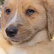 Mango a rejoint le concours — aidez-le/la à gagner de superbes lots ! adorable, animal, background, canine, close_up, cute, dog, expression, eyes, face, fur, head, mammal, nature, nose, outdoor, pet, portrait, puppy, young