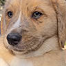 adorable, animal, background, canine, close_up, cute, dog, expression, eyes, face, fur, head, mammal, nature, nose, outdoor, pet, portrait, puppy, young