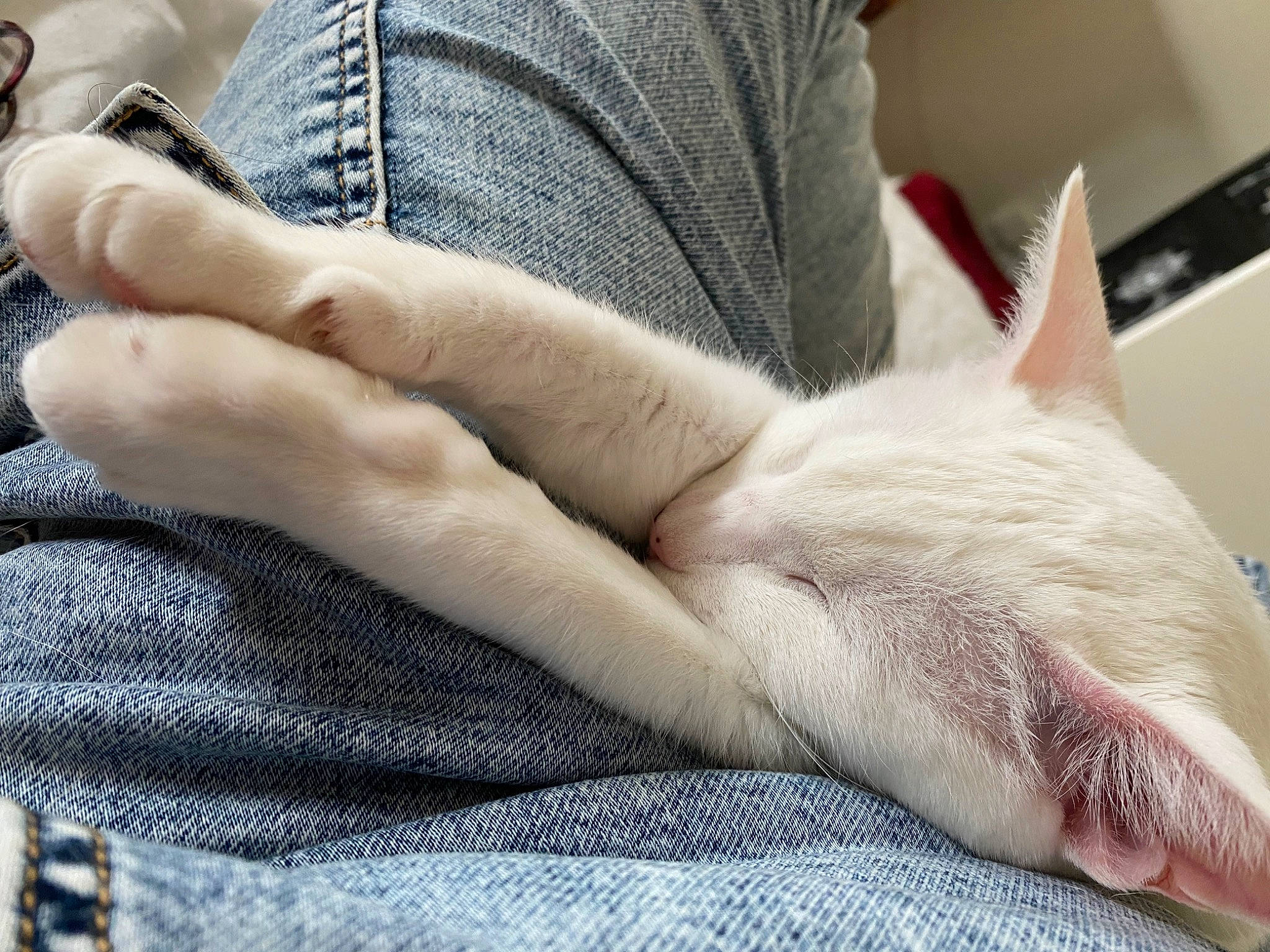 Akira a rejoint le concours — aidez-le/la à gagner de superbes lots ! carnivore, cat, comfort, denim, fawn, felidae, flesh, foot, fur, gesture, grey, human_leg, linens, nail, pattern, paw, small_to_medium_sized_cats, textile, thigh, whiskers