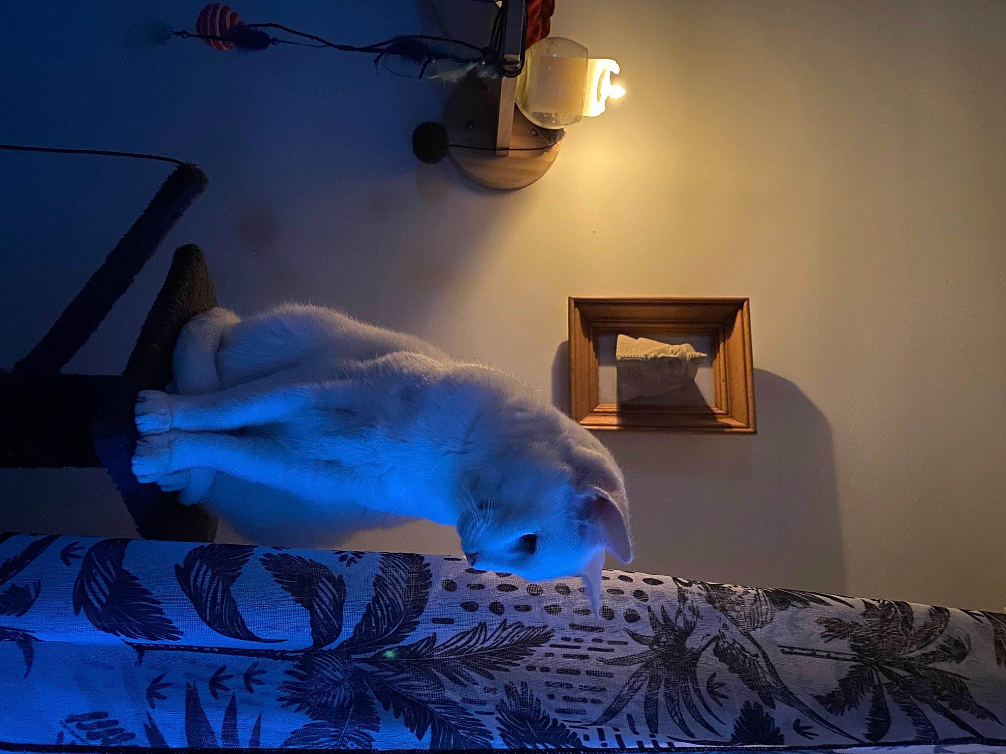 Akira a rejoint le concours — aidez-le/la à gagner de superbes lots ! art, bed, bedding, ceiling, comfort, electric_blue, feather, flooring, lamp, lampshade, light, lighting, linens, pillow, room, tail, tints_and_shades, visual_arts, wing, wood