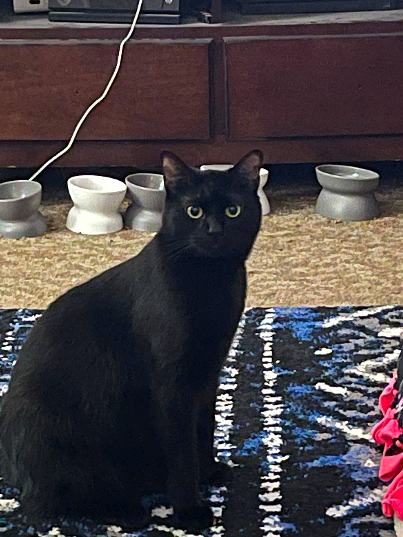 Jack is registered to the contest to win money with this photo: black_cat, bombay, carnivore, cat, domestic_short_haired_cat, door, felidae, flooring, fur, grey, plant, serveware, shadow, small_to_medium_sized_cats, snout, tableware, tail, terrestrial_animal, whiskers, window