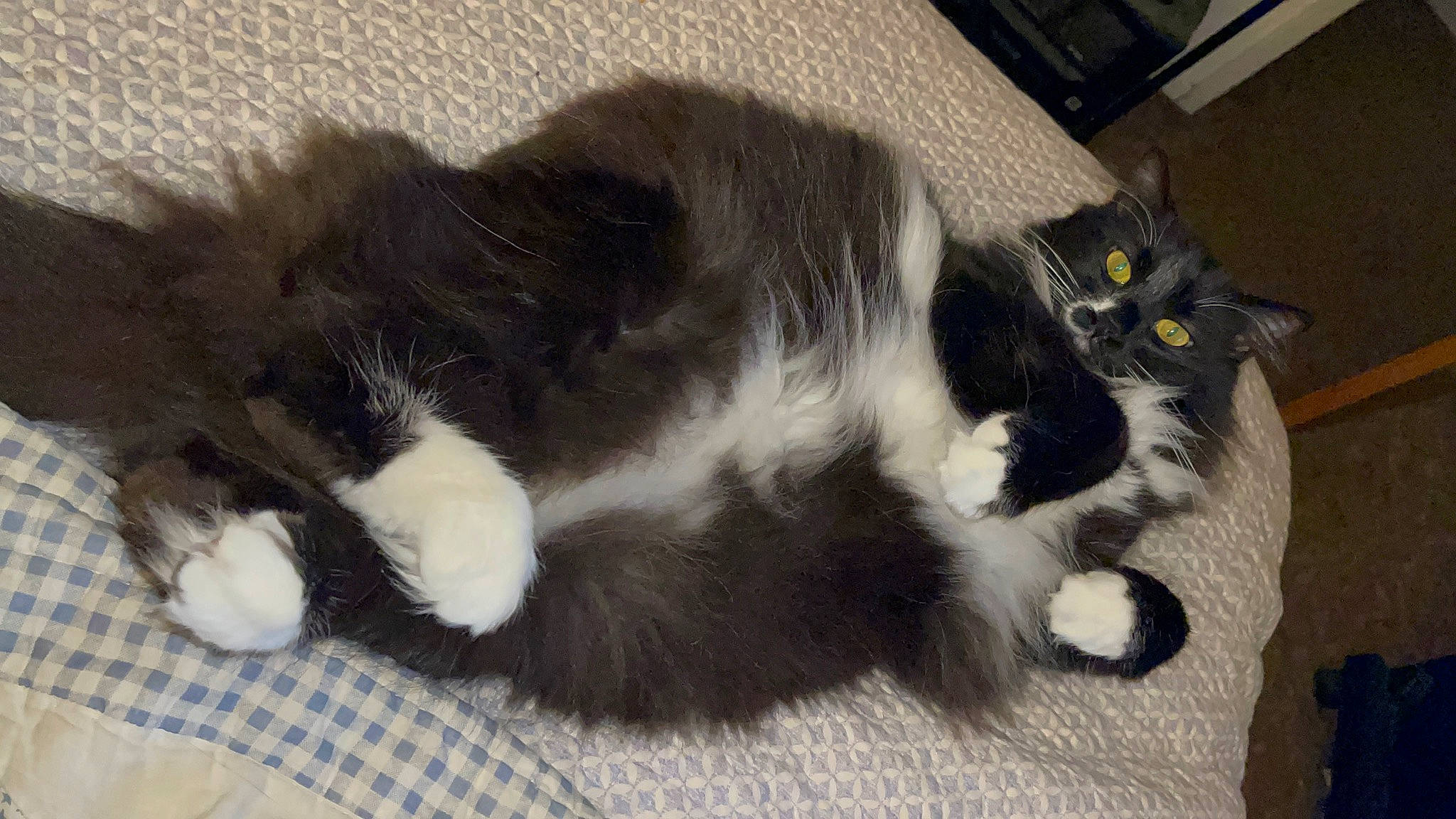 Bandit is registered to the contest to win money with this photo: box, carnivore, cat, claw, comfort, domestic_short_haired_cat, felidae, fur, lap, paw, small_to_medium_sized_cats, snout, tail, terrestrial_animal, whiskers