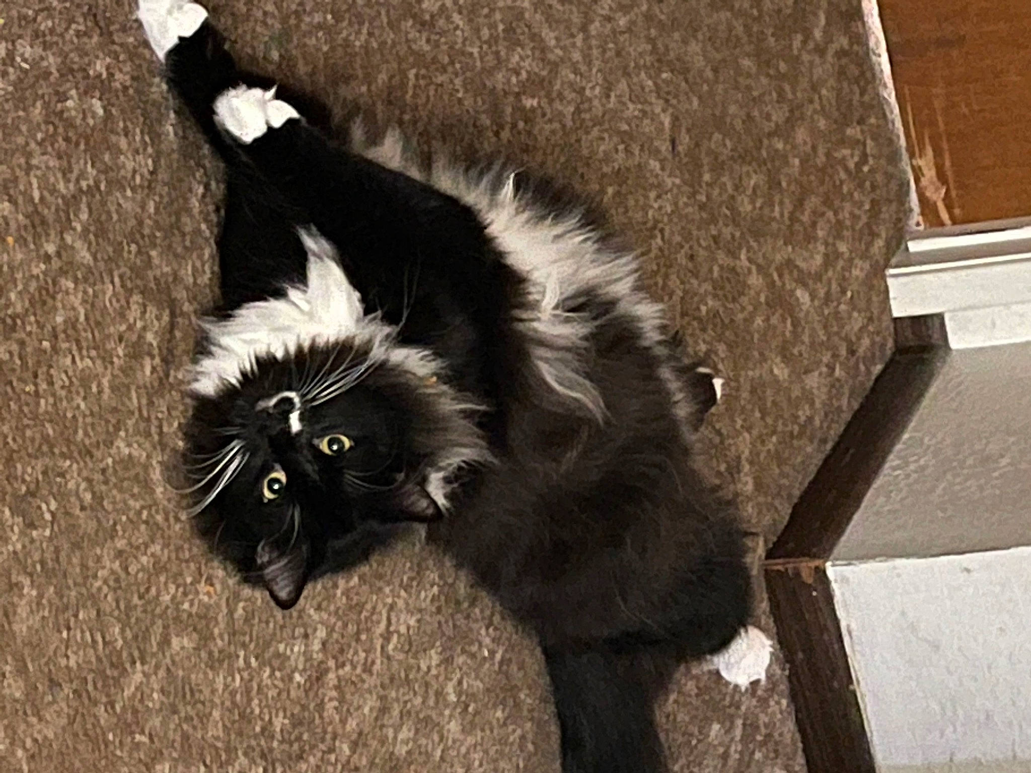 Bandit is registered to the contest to win money with this photo: carnivore, cat, claw, dog_breed, domestic_short_haired_cat, felidae, flooring, fur, monochrome, monochrome_photography, natural_material, organism, paw, road_surface, shadow, small_to_medium_sized_cats, snout, tail, terrestrial_animal, whiskers