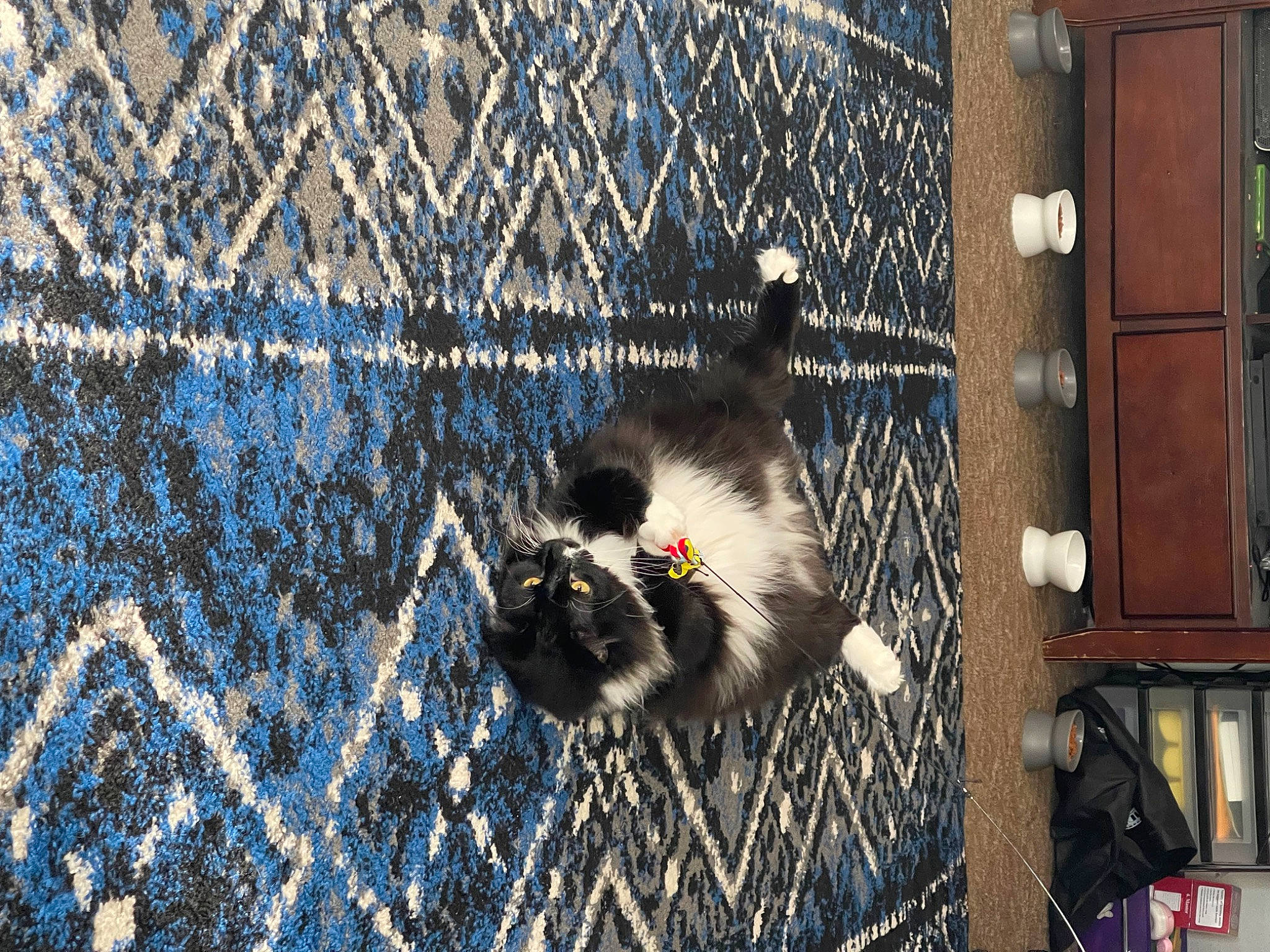 Bandit is registered to the contest to win money with this photo: animal_shelter, art, beak, cage, chain_link_fencing, feather, felidae, fur, mesh, metal, pattern, pet_supply, poultry, soil, tail, terrestrial_animal, whiskers, wildlife, wire_fencing, wood