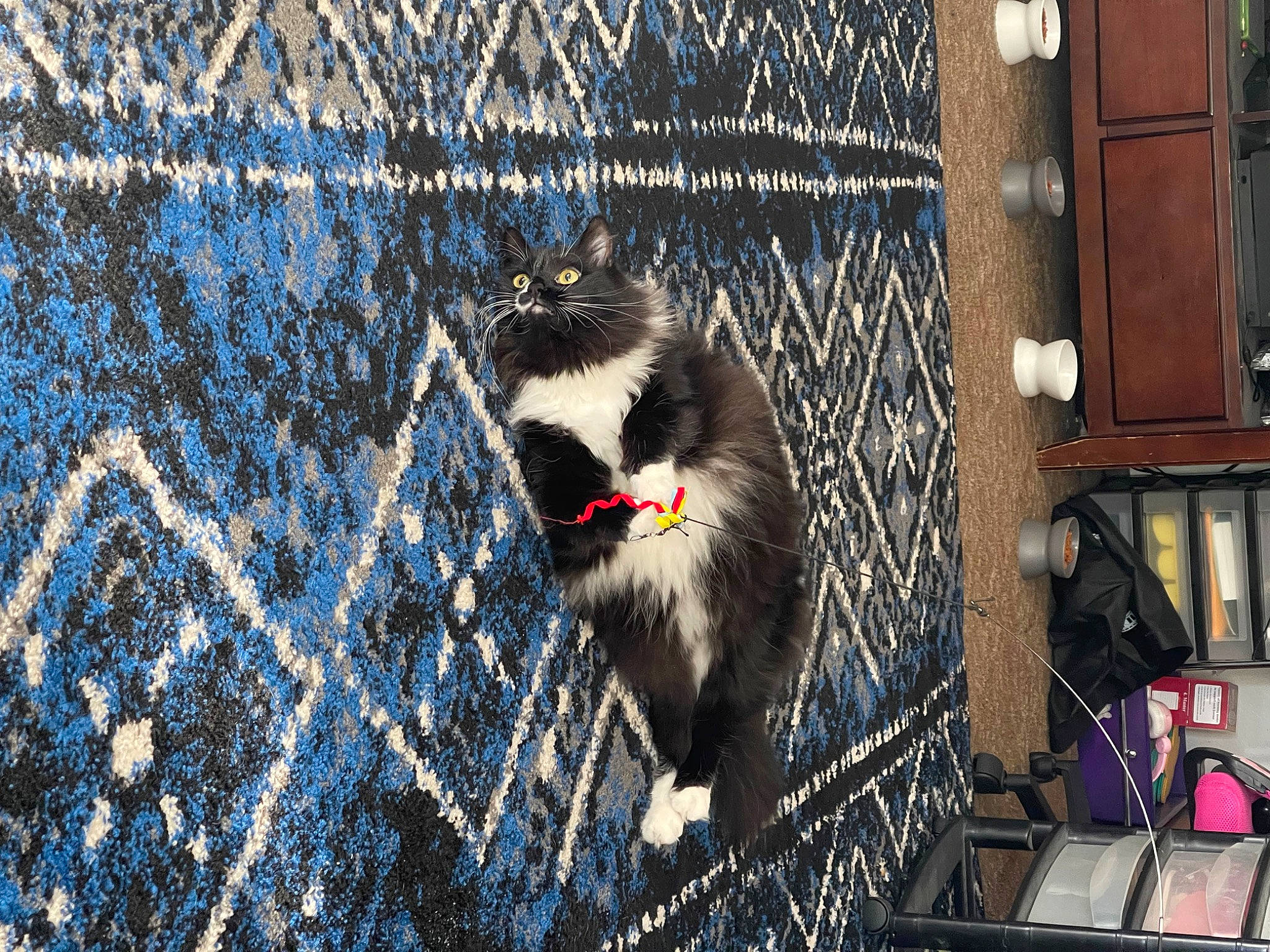 Bandit joined the competition — help win amazing prizes! art, beak, electric_blue, feather, flightless_bird, flooring, fur, marsupial, metal, mustelidae, pattern, road_surface, rodent, shadow, snout, street, tail, whiskers, wildlife, wood