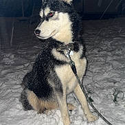 Sky participe au concours pour gagner de l'argent avec cette photo : animal, black_and_white, calm, canine, cold, collar, dog, fur, husky, leash, nature, night, outdoor, pet, portrait, quiet, sitting, snow, snowfall, winter