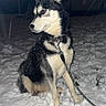 animal, black_and_white, calm, canine, cold, collar, dog, fur, husky, leash, nature, night, outdoor, pet, portrait, quiet, sitting, snow, snowfall, winter