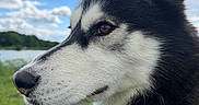 Sky participe au concours pour gagner de l'argent avec cette photo : animal, canine, closeup, clouds, collar, cute, daylight, dog, ears, fur, grass, lake, nature, outdoor, pet, portrait, profile, siberian_husky, sky, tongue_out