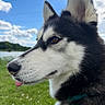 animal, canine, closeup, clouds, collar, cute, daylight, dog, ears, fur, grass, lake, nature, outdoor, pet, portrait, profile, siberian_husky, sky, tongue_out