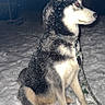Sky participe au concours pour gagner de l'argent avec cette photo : alert, animal, animal_portrait, black_and_white_fur, canine, cold, dog, ears, fur, husky, leash, muzzle, night, outdoor, paw, pet, side_view, sitting, snow, winter