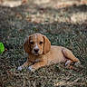 Bobby a rejoint le concours — aidez-le/la à gagner de superbes lots ! puppy, dog, grass, outdoor, animal, pet, brown, cute, laying, nature, young, floppy_ears, adorable, canine, fur, portrait, relaxing, daylight, watching, ground
