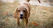 Bobby participe au concours pour gagner de l'argent avec cette photo : puppy, dog, grass, outdoor, autumn, leaves, animal, young, curious, nature, walking, ears, tail, field, cute, brown, white_marking, portrait, daylight, closeup