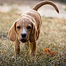 puppy, dog, grass, outdoor, autumn, leaves, animal, young, curious, nature, walking, ears, tail, field, cute, brown, white_marking, portrait, daylight, closeup