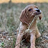puppy, dog, grass, outdoor, nature, cute, animal, pet, brown, young, playful, chewing, mischievous, closeup, grass_blade, snout, ears, paws, field, curious