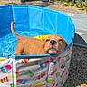 puppy, dog, pool, water, outdoor, summer, sunlight, pet, cute, colorful, popsicle_pattern, small_pool, wet_dog, playful, fence, concrete, toy, relaxed, daytime, animal