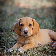Bobby a rejoint le concours — aidez-le/la à gagner de superbes lots ! puppy, dog, animal, grass, outdoor, brown_fur, cute, pet, laying_down, young, portrait, nature, canine, fur, ears, nose, eyes, whiskers, muzzle, relaxed