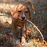 Bobby participe au concours pour gagner de l'argent avec cette photo : puppy, dog, stick, grass, autumn, leaves, outdoor, animal, young, brown, nature, cute, pet, walking, sunlight, floppy_ears, playful, canine, ground, daylight