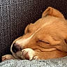 dog, sleeping, close_up, paw, fur, couch, blanket, cozy, resting, pet, canine, nap, warm_colors, indoor, texture, snout, soft, cute, relaxation, fur_pattern