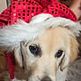 puppy, dog, golden_retriever, hat, santa_hat, red, indoor, floor, fur, cute, pet, animal, young, domestic_animal, christmas, holiday, looking_up, closeup, face, adorable