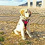 dog, puppy, golden_retriever, harness, scarf, outdoor, beach, pebbles, grass, dirt, modern_art, sculpture, sky, clouds, sunlight, coast, landscape, animal, pet, sitting