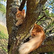 Ambre participe au concours pour gagner de l'argent avec cette photo : cat, ginger_cat, fluffy, long_hair, tail, tree, climbing, outdoor, nature, wildlife, portrait, animal, feline, orange_fur, greenery, branches, bark, lichen, sunlight, yard