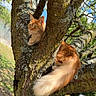 cat, ginger_cat, fluffy, long_hair, tail, tree, climbing, outdoor, nature, wildlife, portrait, animal, feline, orange_fur, greenery, branches, bark, lichen, sunlight, yard