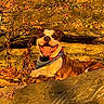 dog, animal, outdoor, rock, autumn, leaves, sunlight, smiling, tongue_out, bandana, nature, happy, pet, mammal, brown, white, fur, relaxed, daylight, scenery