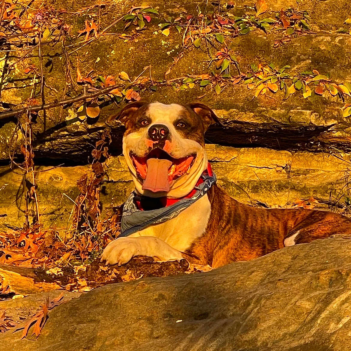 Porkchop