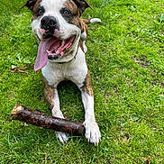 Porkchop joined the competition — help win amazing prizes! dog, grass, stick, tongue_out, happy, pet, outdoor, playful, brown_and_white, canine, animal, nature, summer, closeup, muzzle, ears, paws, collar, smiling, friendly