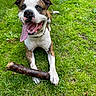 dog, grass, stick, tongue_out, happy, pet, outdoor, playful, brown_and_white, canine, animal, nature, summer, closeup, muzzle, ears, paws, collar, smiling, friendly