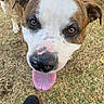 Porkchop is registered to the contest to win money with this photo: dog, canine, pet, tongue, outdoor, grass, close_up, brown, white, animal, muzzle, ears, nose, paw, fur, happy, looking, face, tongue_out, shoe