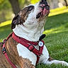dog, canine, pet, outdoor, grass, red_harness, brown_and_white, lying_down, nature, sunlight, park, animal, muzzle, collar, ears, snout, fur, daylight, relaxed, looking_up