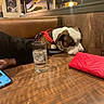 Porkchop joined the competition — help win amazing prizes! dog, restaurant, table, glass, ice, wallet, red_harness, booth, person, arm, phone, indoor, lighting, brown, wood, casual, resting, pet, companion, relaxed