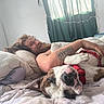 man, dog, bed, pillow, blanket, tattoo, smiling, cuddling, indoor, curtains, window, harness, resting, beard, hair, relaxed, person, animal, sleeping, home