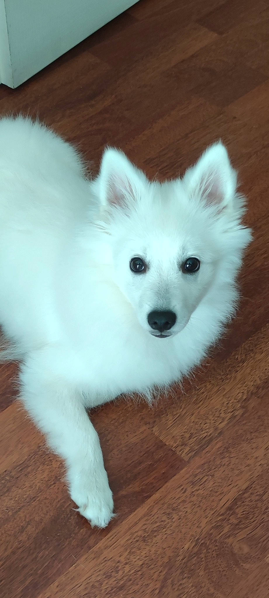 Tara a rejoint le concours — aidez-le/la à gagner de superbes lots ! canidae, carnivore, companion_dog, dog, dog_breed, eye, fur, hardwood, head, japanese_spitz, plant, samoyed, snout, spitz, sporting_group, terrestrial_animal, volpino_italiano, whiskers, wood, working_animal