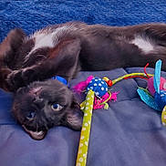 Coco joined the competition — help win amazing prizes! cat, black_cat, pet, animal, toy, cat_toy, blue_blanket, white_patch, indoor, cute, playful, feline, fur, resting, upside_down, collar, closeup, colorful, cozy, curious