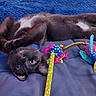 cat, black_cat, pet, animal, toy, cat_toy, blue_blanket, white_patch, indoor, cute, playful, feline, fur, resting, upside_down, collar, closeup, colorful, cozy, curious