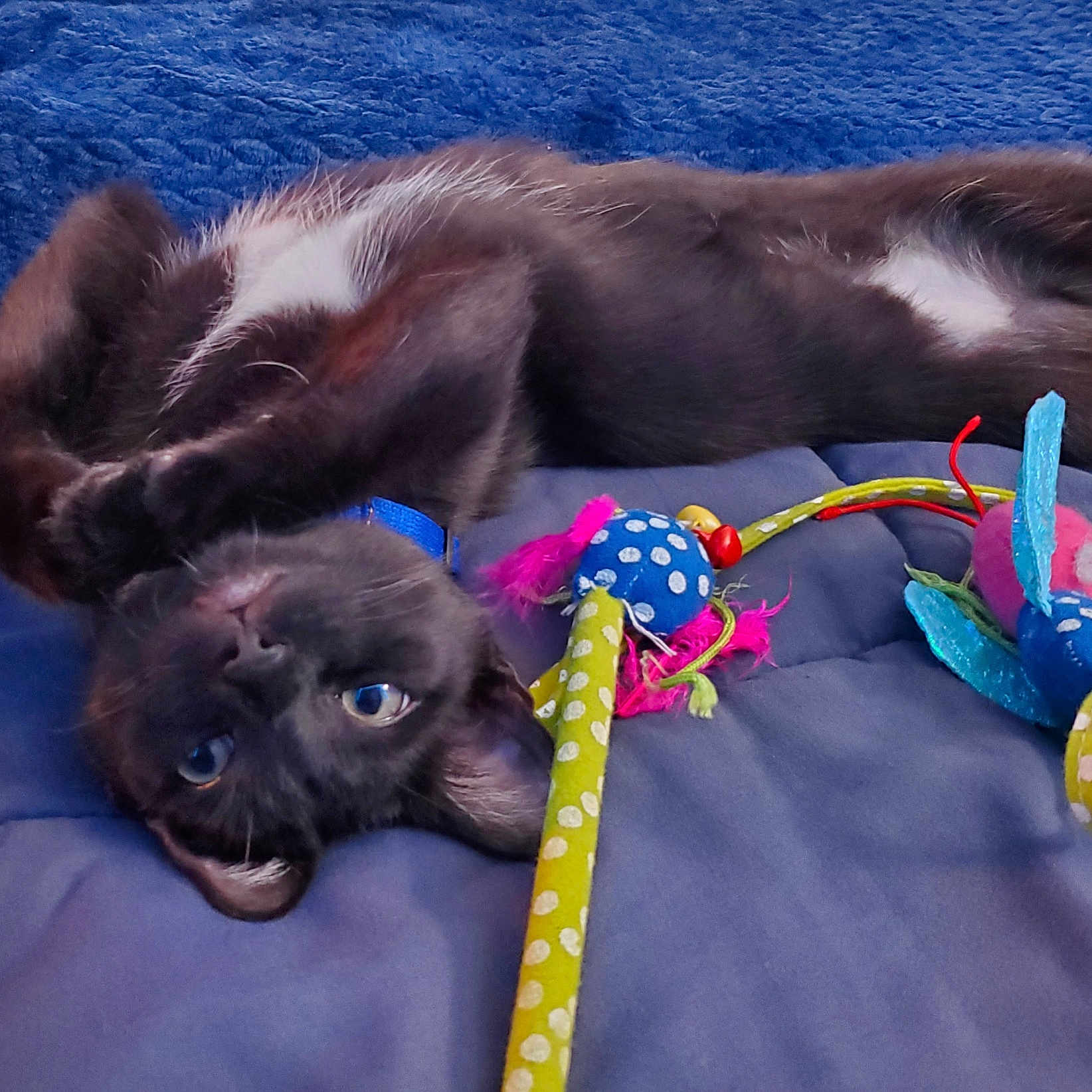 Coco